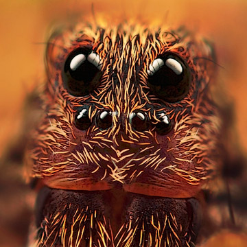 Microphoto of Wolf Spider showing extreme close-up of head, body hairs and multiple eyes by Huub de Waard.