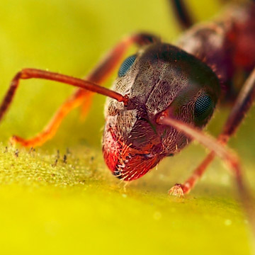 Microphoto of Black Garden Ant showing extreme close-up of head, mouth and eyes by Huub de Waard.