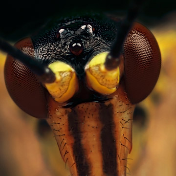 Microphoto of Common Scorpion Fly showing extreme close-up of head and eyes by Huub de Waard.