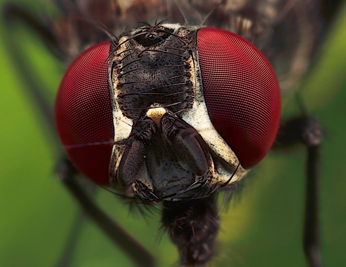Microphoto of Flesh Fly showing extreme close-up of head and eyes by Huub de Waard.