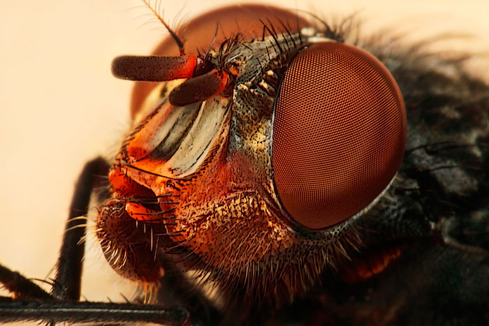 Microphoto of a Yellow Cheek Fly showing extreme close-up of head, mouth and eyes by Huub de Waard.