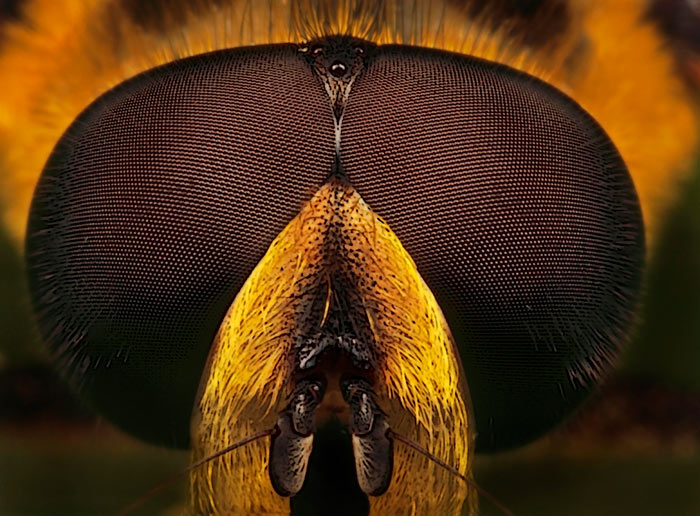 Microphoto of Drone Fly showing extreme close-up of head and eyes by Huub de Waard.