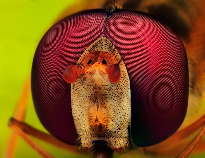 Microphoto of Male Marmalade Hoverfly showing extreme close-up of head and eyes by Huub de Waard.