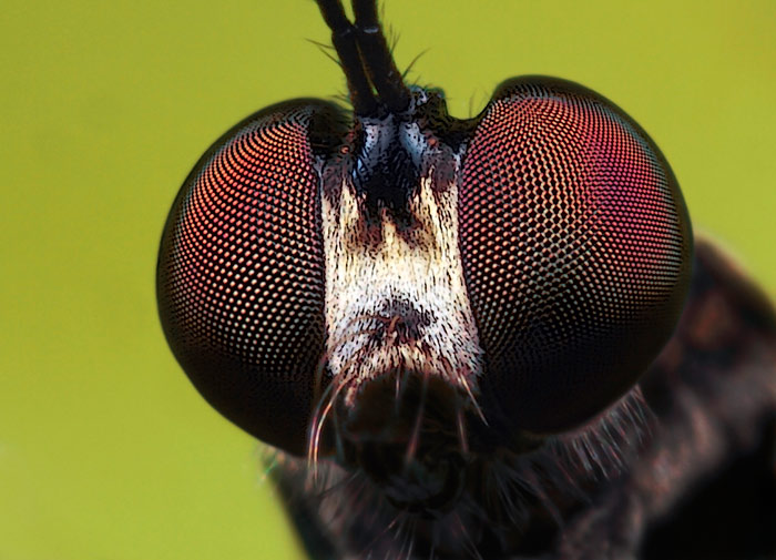 Microphoto of Robber Fly showing extreme close-up of head and eyes by Huub de Waard.