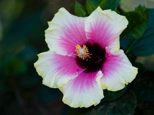 Close-up photo of pink and white Hibiscus flower by Michael Leggero.