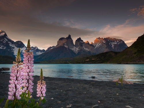 Photo of flowers, lake and mountains in Patagonia by Michael Leggero.