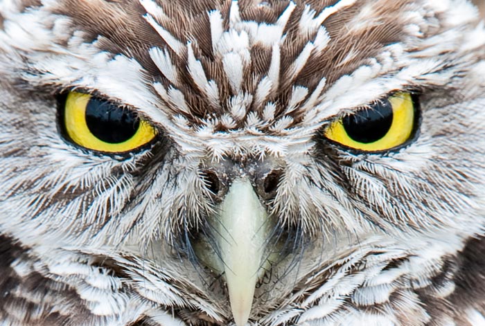 Close-up photo of gold eyes of Burrowing Owl by Michael Leggero.
