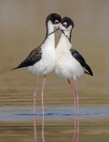 Photo of 2 Black Necked Stilts in water with bills crossed by Colin Dunleavy.