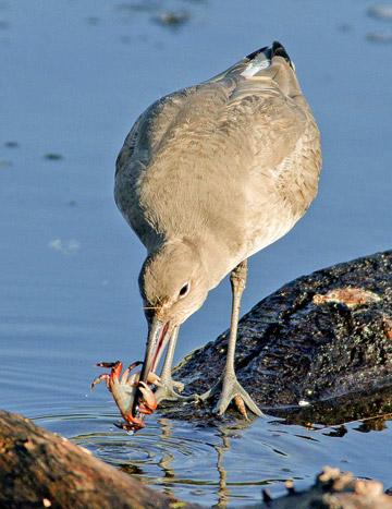 Bird photo of a Willet with crab in beak along shore by Colin Dunleavy.