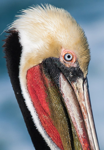 Close-up bird photo of Brown Pelican head by Colin Dunleavy.