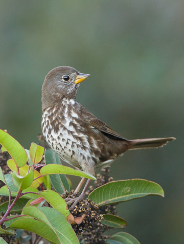 Bird photo of Fox Sparrow perched on plant by Colin Dunleavy.