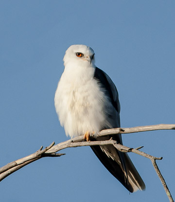 Bird photo of White Tailed Kite perched on branch by Colin Dunleavy.
