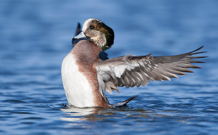 Bird photo of American Wigeon in water with wings spread by Colin Dunleavy.