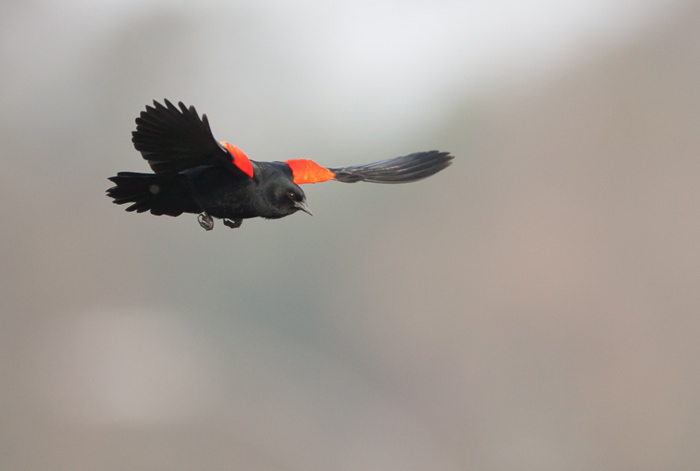 Photo of Red Winged Blackbird in flight by Colin Dunleavy.