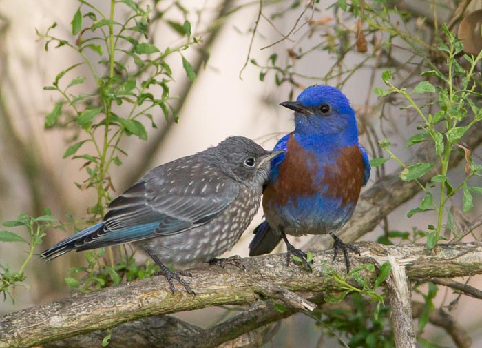 Photo of adult and young Western Bluebirds on branch by Colin Dunleavy.