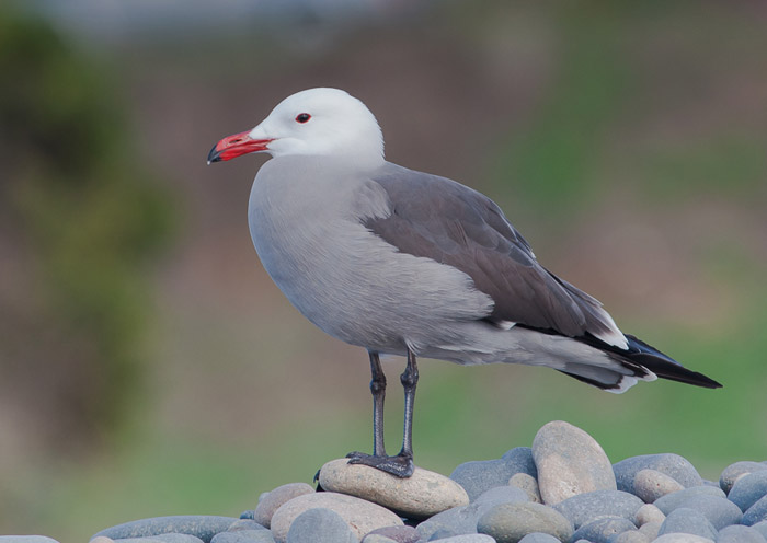 Bird photo of Heerman's Gull standing on river rocks by Colin Dunleavy.