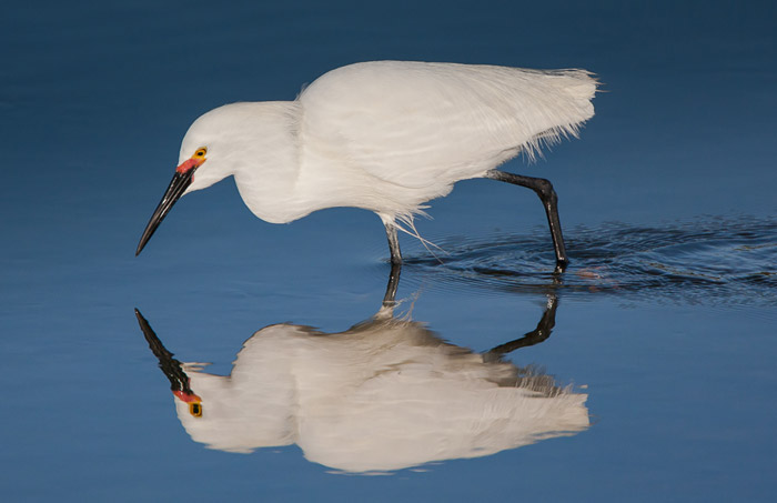 Reflection bird photo of white Snowy Egret walking through water by Colin Dunleavy.