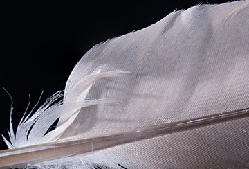 Macro photo showing details of a white feather by Brad Sharp.
