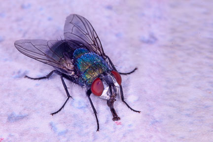 Macro photo of a fly with bluish coloration and red eyes sucking chicken blood from counter by Brad Sharp.