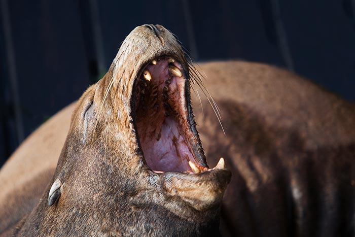 Close-up photo of a seal with it's mouth open by Brad Sharp