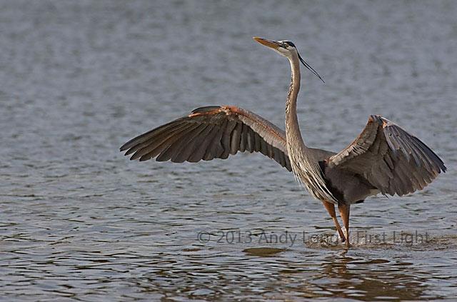 Blue Heron in water with wing spread showing and automated watermark by Andy Long.