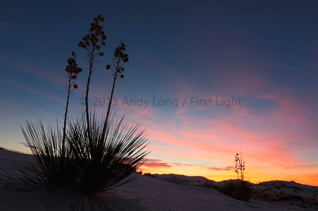 Cactus at White Sands in New Mexico showing and automated watermark by Andy Long.