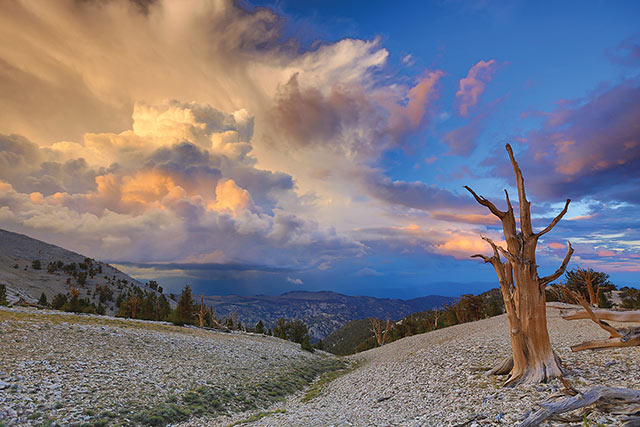 Soul of Life: image of single dead tree and landscape with sun on thunderhead clouds in the background at White Mountains in California by Jeff Mitchum.