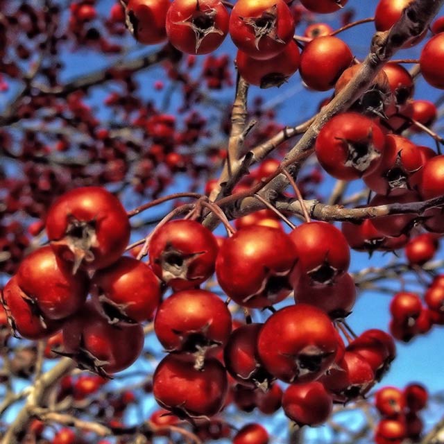 Close-up of details of red berries on a tree taken with a smartphone by Allen Moore.