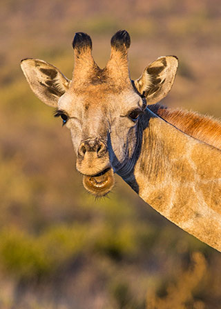 Close-up portrait of giraffe chewing its food in the golden light of Pilanesberg National Park in South Africa by Noella Ballenger.