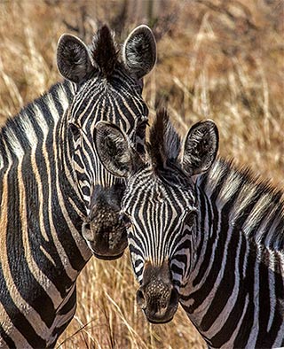 Close-up portrait of a pair of Zebras in Pilanesberg National Park in South Africa by Noella Ballenger.