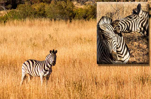 Photo collage of zebras: one standing in golden grasses and two zebras fighting in Pilanesberg National Park in South Africa by Noella Ballenger.