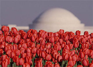 Image of red tulips with the Jeffeerson Memorial in Washington D.C. in the background by Steve Gottlieb.