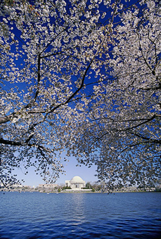 Image of the Jefferson Memorial in Washington D.C. as seen across the river and shrouded by a cherry blossom tree by Steve Gottlieb.