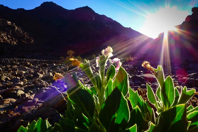 Sunlight with lens flare shining over mountains onto flora in Sinai, Egypt by Omar Attum.
