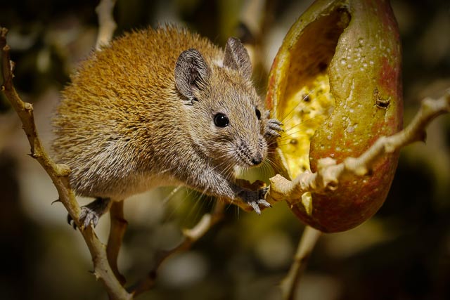 Image of a Spiny Mouse perched on a branch eating from a seed pod in Sinai, Egypt by Omar Attum.