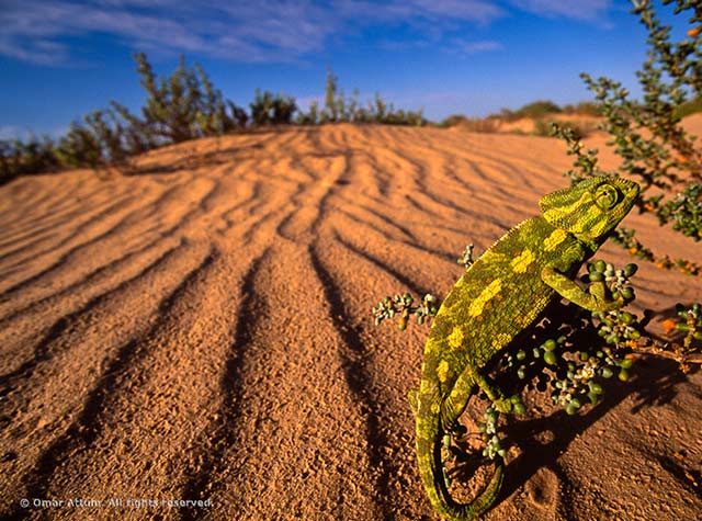 Wide-angle macro of a green and yellow lizard in its environment in Sinai, Egypt by Omar Attum.