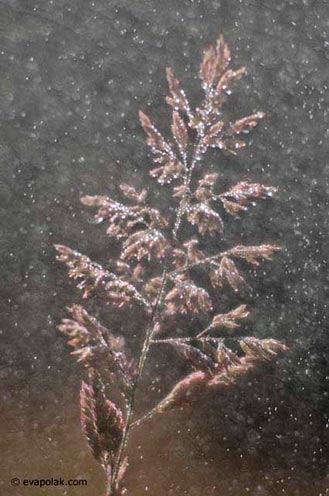 Image of plant while snowing showing progressive rhythm composition by Eva Polak.