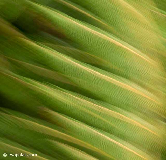 Image of blurred green and cold leaves showing regular rhythm by Eva Polak.