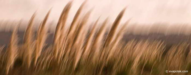 Image of golden plants waving in the wind showing flowing rhythm composition by Eva Polak.