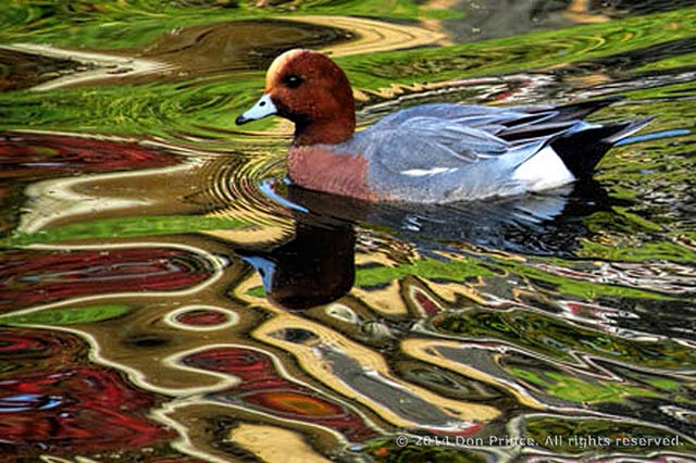 Image of a Eurasian Widgeon on water with colorful reflections of surrounding vegetation by Don Prince.