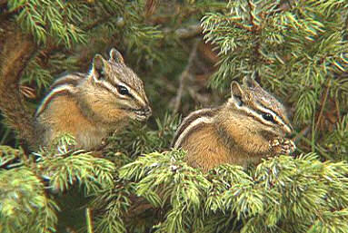 chipmunks eating Copyright © L.L. Rue. All Rights Reserved.