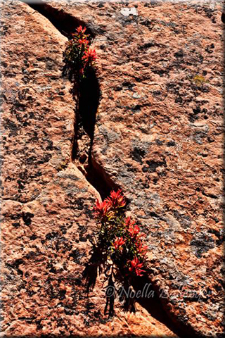 Photo of red Indian Paintbrush growing through cracks in the rocks at Zion National Park in Utah by Noella Ballenger.