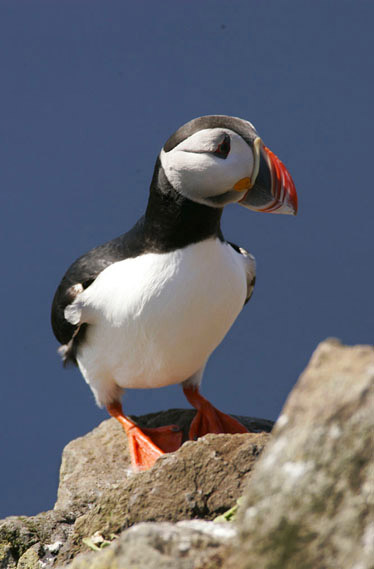 Photo of Puffin at the rookery in Latrebjarg, Iceland by Andy Long