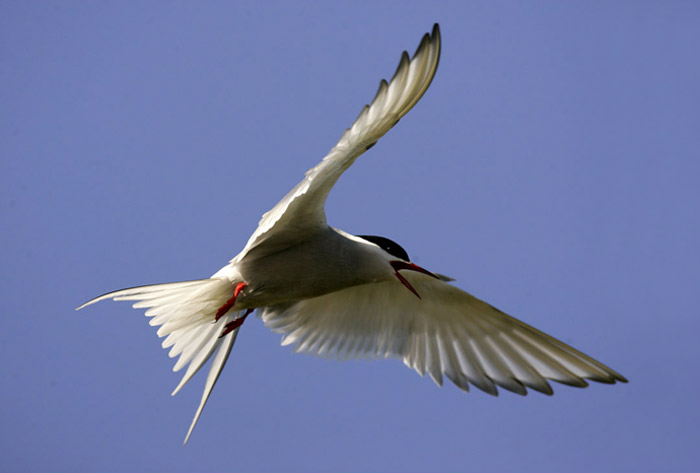 Photo of Arctic Tern in flight at Snæfellsnes Peninsula, Iceland by Andy Long