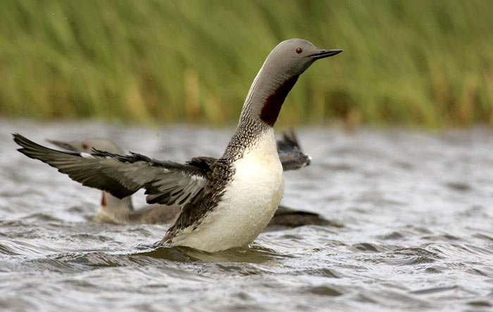 Photo of Red-throated Diver at Floi Bird Reserve in Iceland by Andy Long
