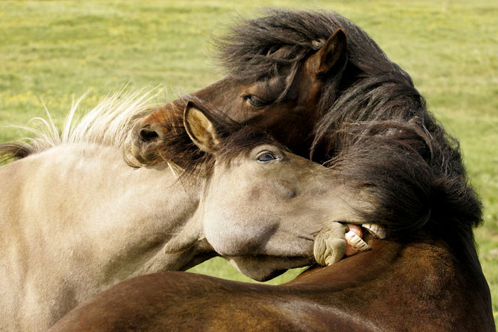 Photo of Iceland horses by Andy Long