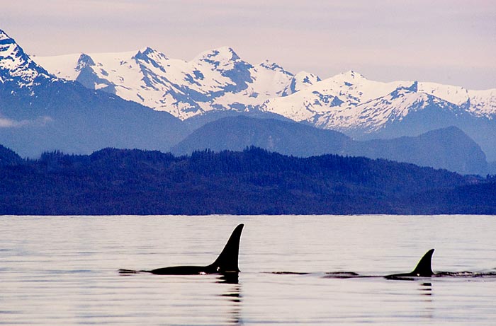 Photo of Orca whales off Vancouver Island, Canada by Robert Hitchman