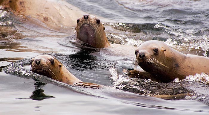 Photo of Sealions off Vancouver Island, Canada by Robert Hitchman