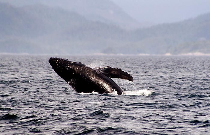 Photo of Humpback whales off Vancouver Island, Canada by Robert Hitchman