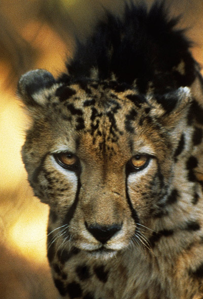 Close-up image of a Cheetah at De Wildt Cheetah Reserve near Pretoria, South Africa by Noella Ballenger. 